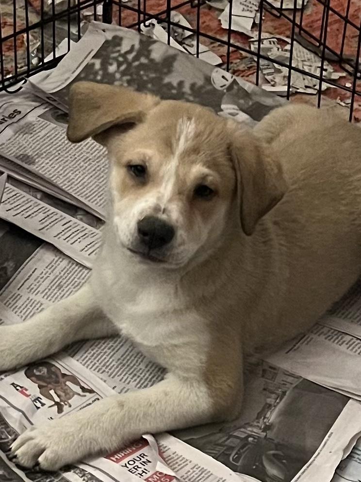 Enlarge Cattle dog/lab puppies, a Adopted mixed breed in Tonopah, AZ image 2/6