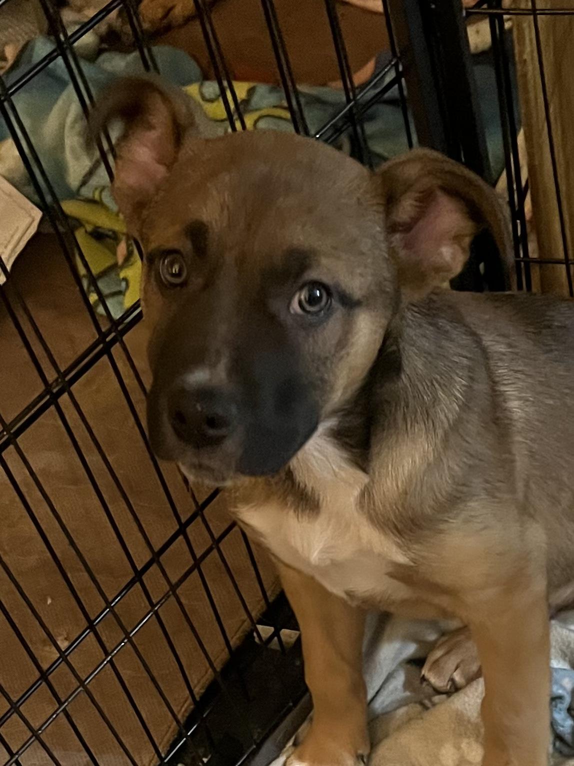 Enlarge Cattle dog/lab puppies, a Adopted mixed breed in Tonopah, AZ image 3/6