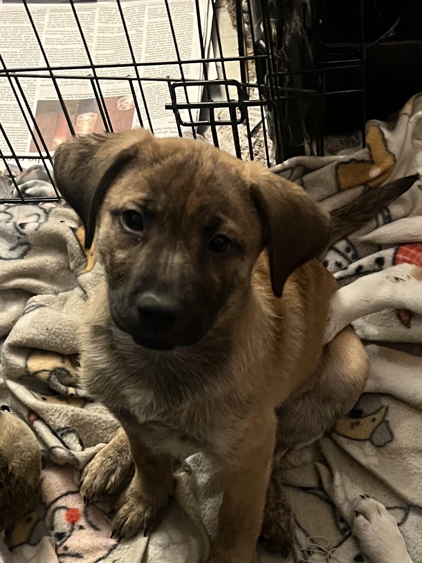 Enlarge Cattle dog/lab puppies, a Adopted mixed breed in Tonopah, AZ image 4/6
