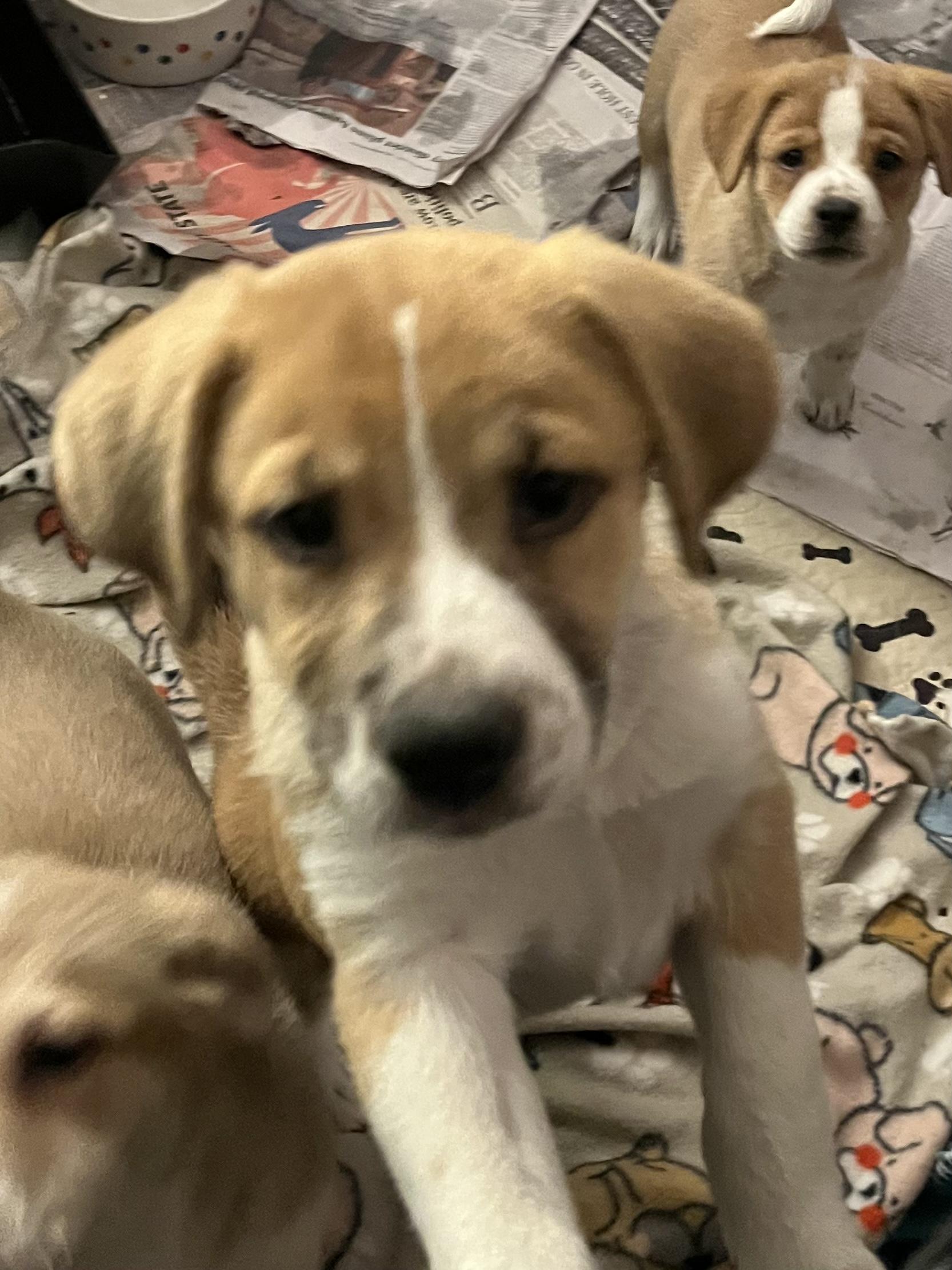 Enlarge Cattle dog/lab puppies, a Adopted mixed breed in Tonopah, AZ image 5/6