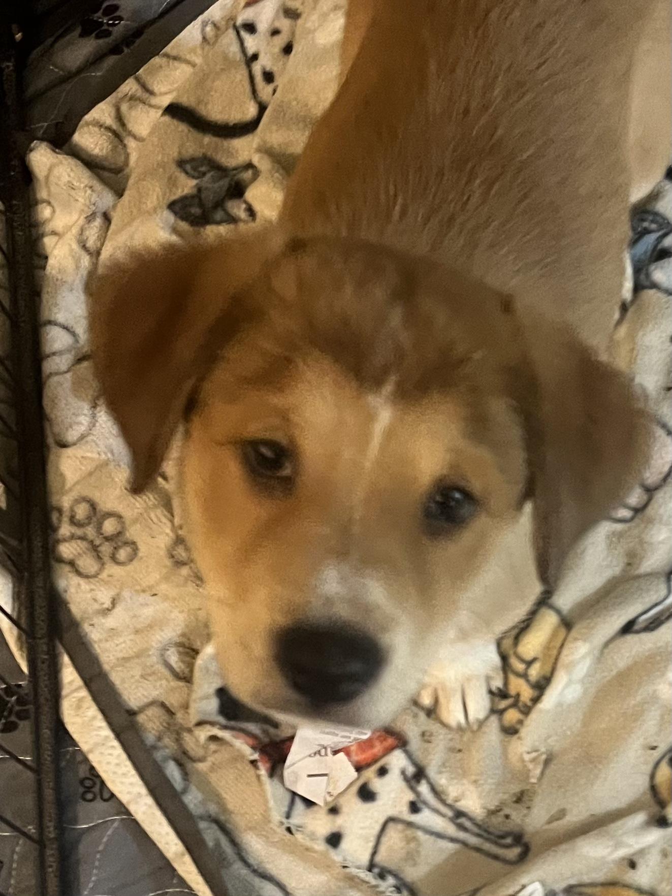 Enlarge Cattle dog/lab puppies, a Adopted mixed breed in Tonopah, AZ image 6/6
