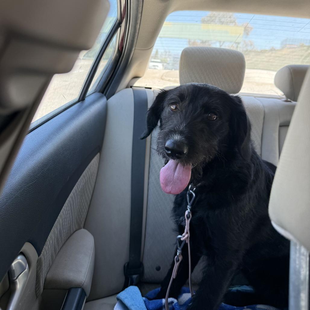 Marnie Cromwell, Adoptable, Adult Female Terrier.