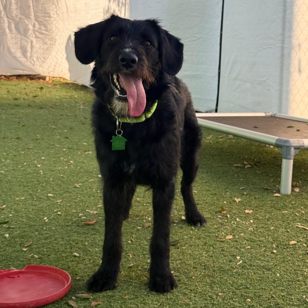 Enlarge Marnie Cromwell, a Adoptable Terrier in San Diego, CA image 2/4