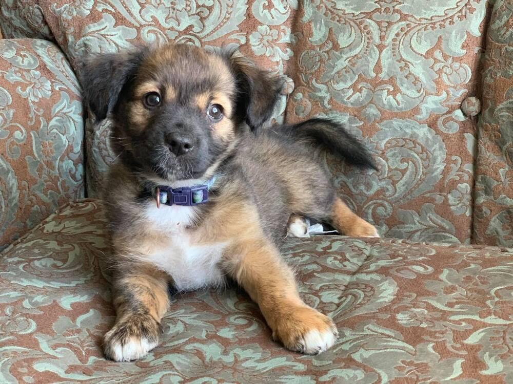 Asta, Adopted, Puppy Male Dachshund & Shetland Sheepdog / Sheltie.