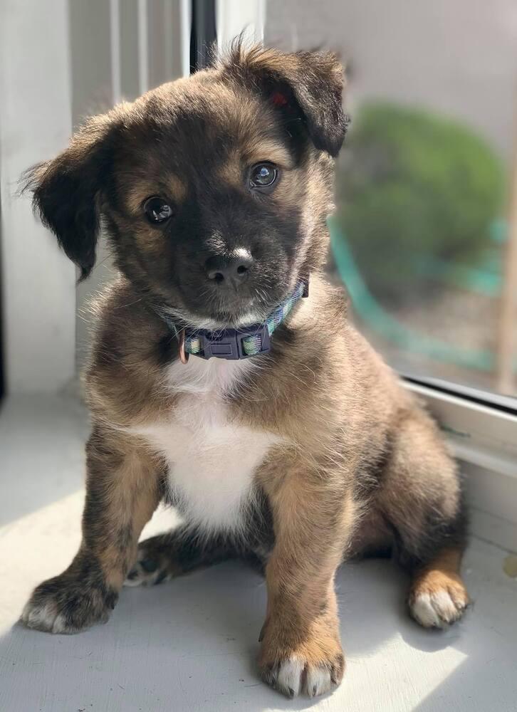 Enlarge Asta, a Adopted mixed breed in Windsor, CA image 2/3