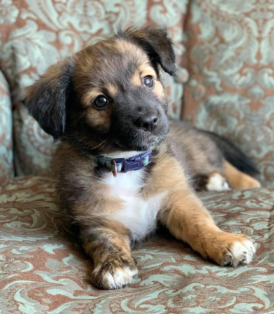 Enlarge Asta, a Adopted mixed breed in Windsor, CA image 3/3