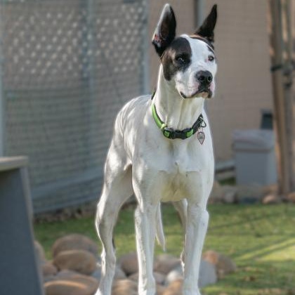 Rooster, Adoptable, Adult Male Mixed Breed.