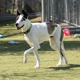 Enlarge Rooster, a Adoptable Mixed Breed in Santa Cruz, CA image 2/5