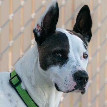 Enlarge Rooster, a Adoptable Mixed Breed in Santa Cruz, CA image 3/5