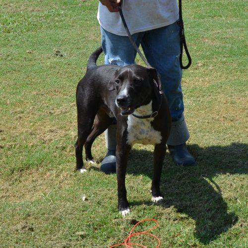 Chewy, Adoptable, Adult Male Black Labrador Retriever & Boxer.