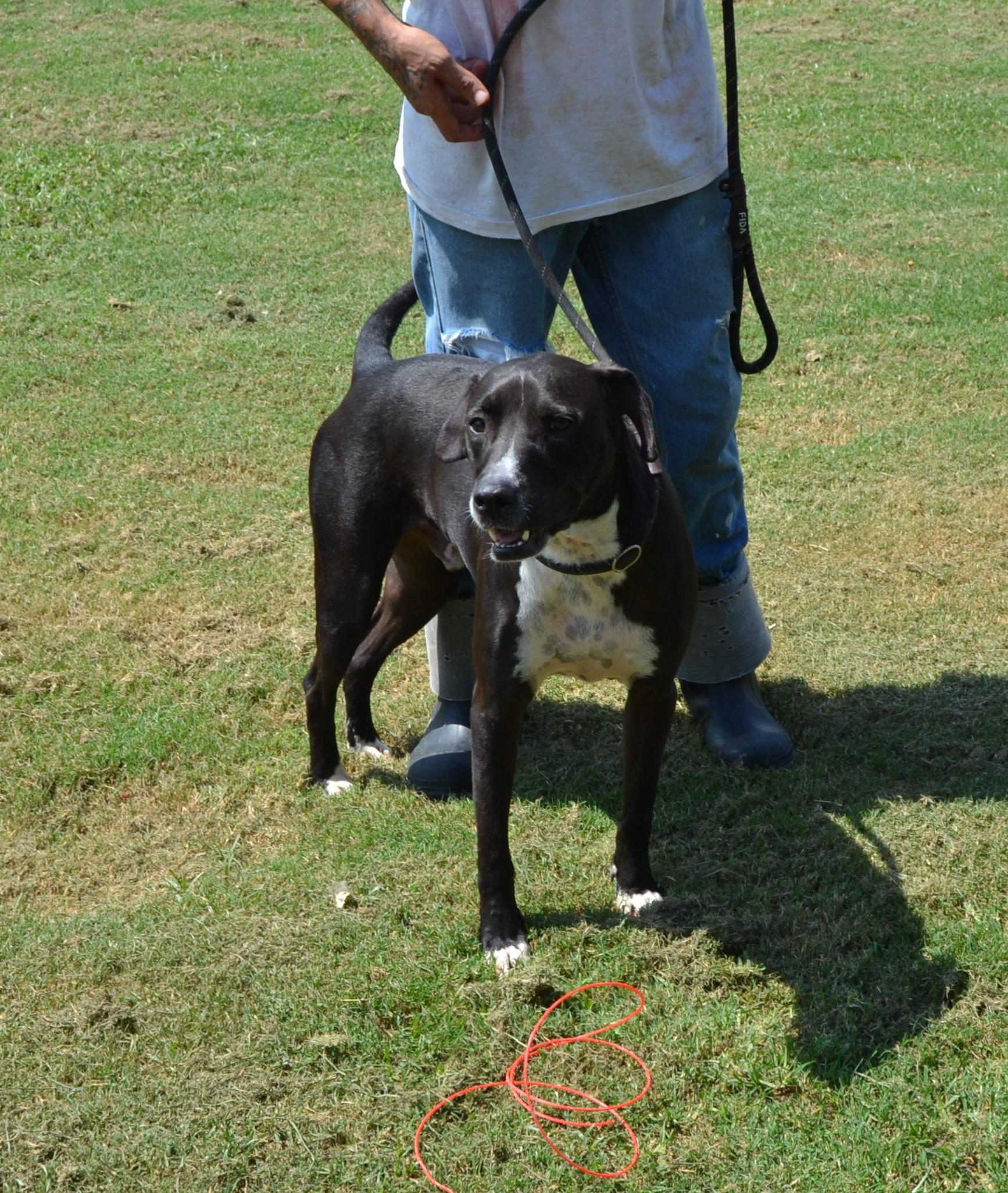 Chewy, Adoptable, Adult Male Black Labrador Retriever & Boxer.