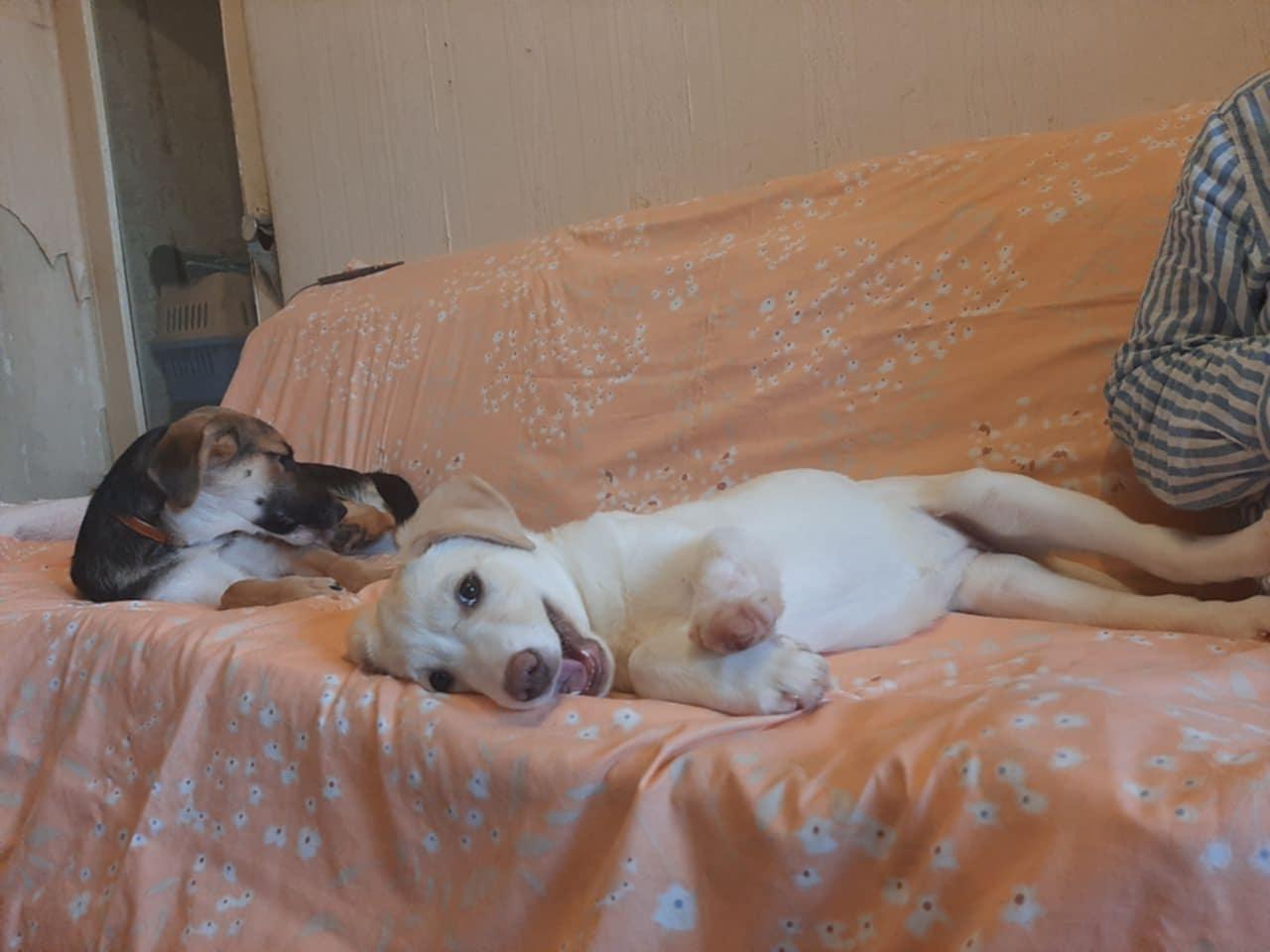 Enlarge Luna, a ADOPTABLE mixed breed in North York, ON image 6/6