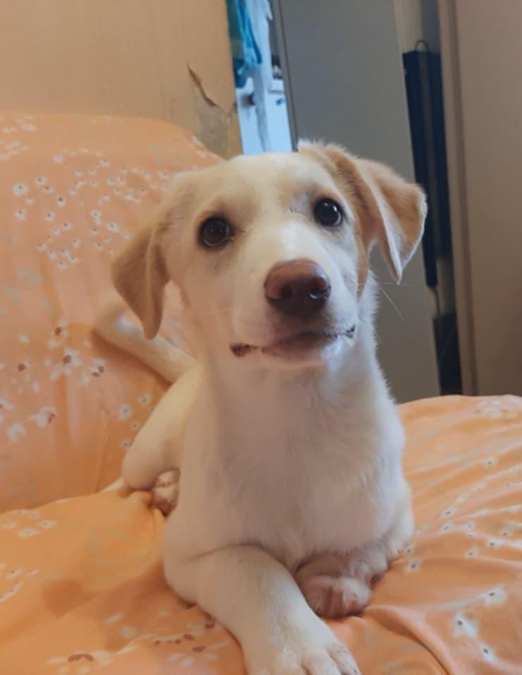 Luna, ADOPTABLE, Young Female Mixed Breed & Labrador Retriever.