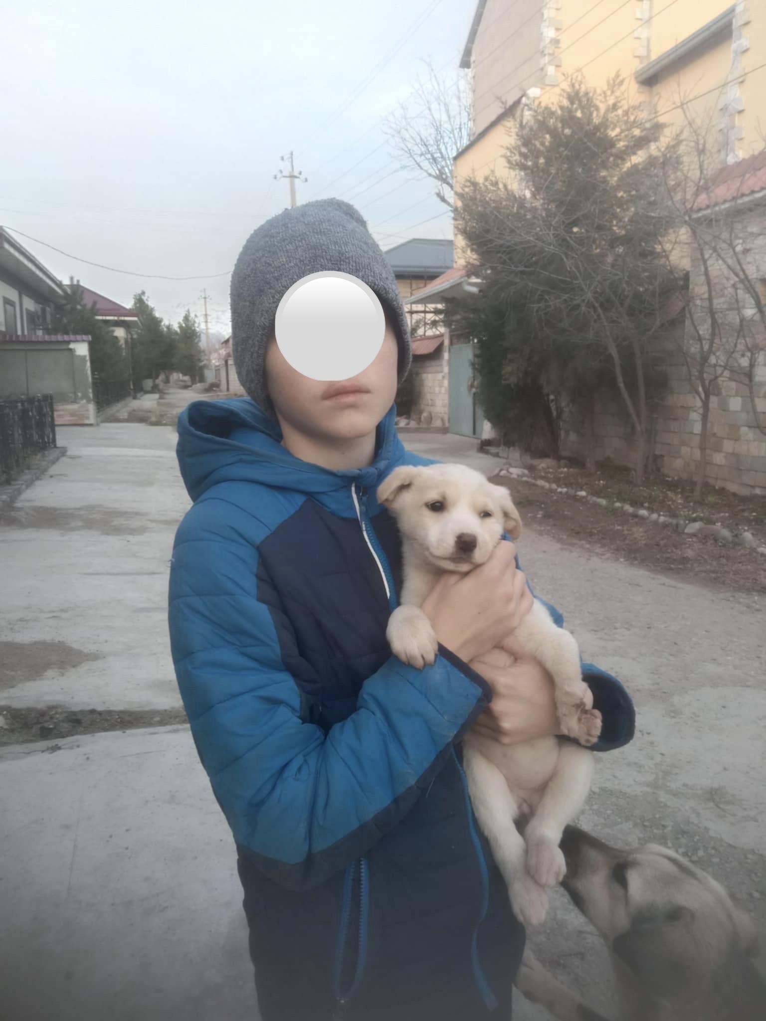 Enlarge Luna, a ADOPTABLE mixed breed in North York, ON image 5/6