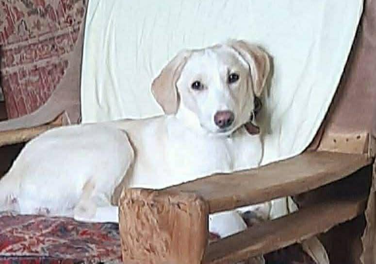 Enlarge Luna, a ADOPTABLE mixed breed in North York, ON image 2/6