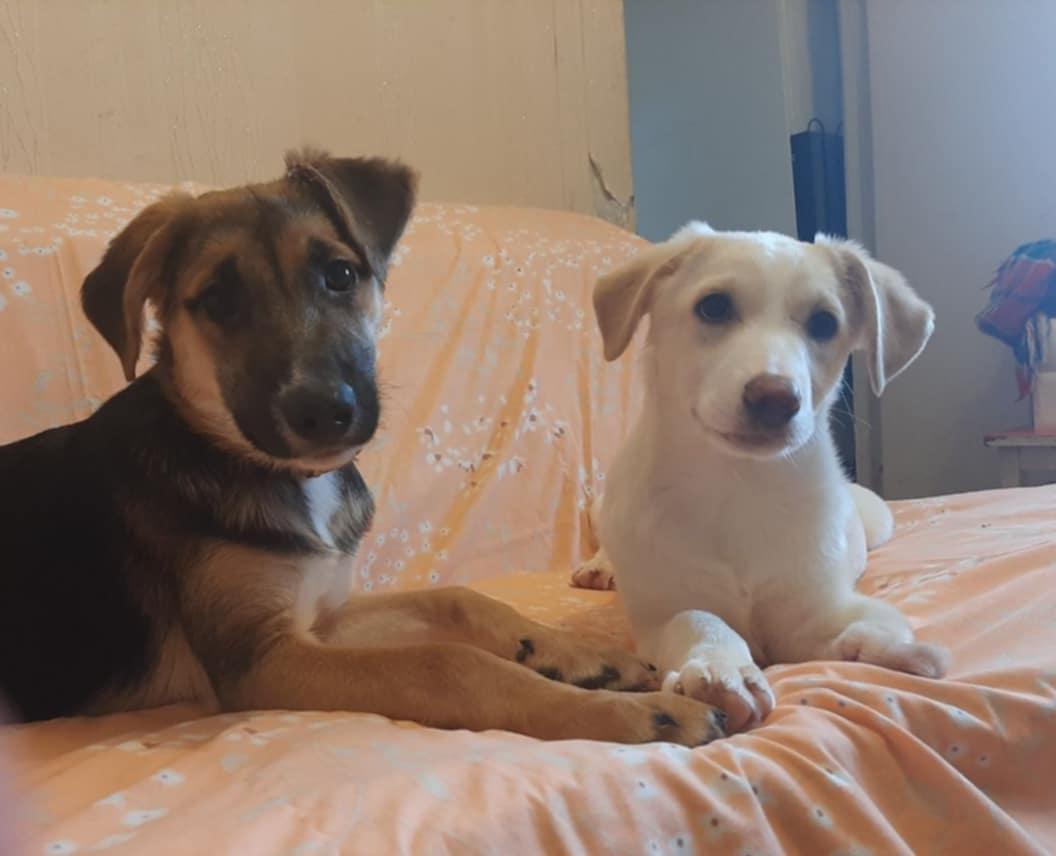 Enlarge Luna, a ADOPTABLE mixed breed in North York, ON image 4/6