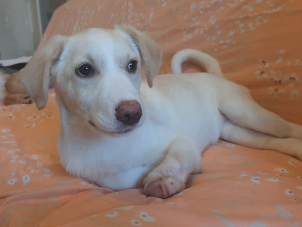 Enlarge Luna, a ADOPTABLE mixed breed in North York, ON image 3/6