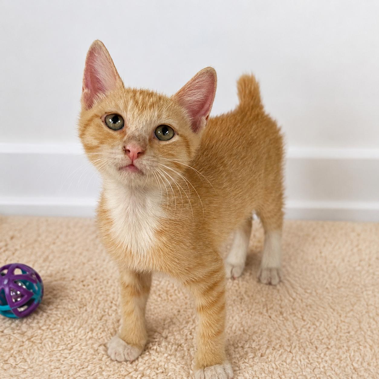 Birman, ADOPTABLE, Kitten Male American Bobtail.