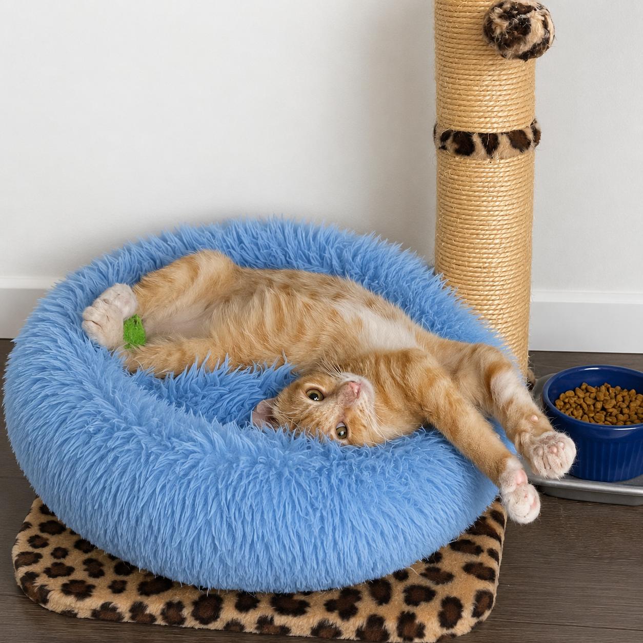 Birman, a ADOPTABLE American Bobtail in Hillsboro, TX image 3/6