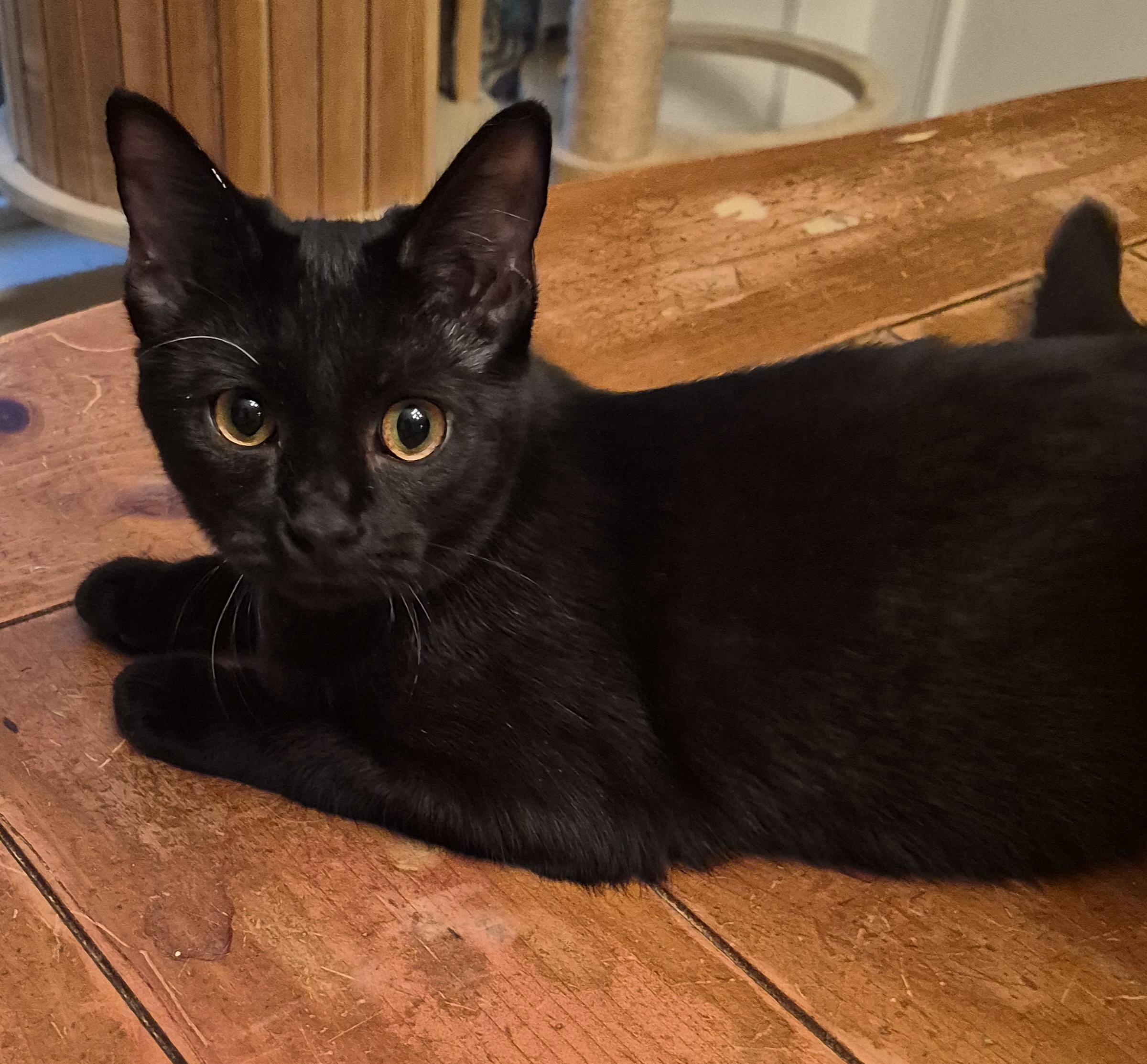 Briar, Adoptable, Young Female Domestic Short Hair.