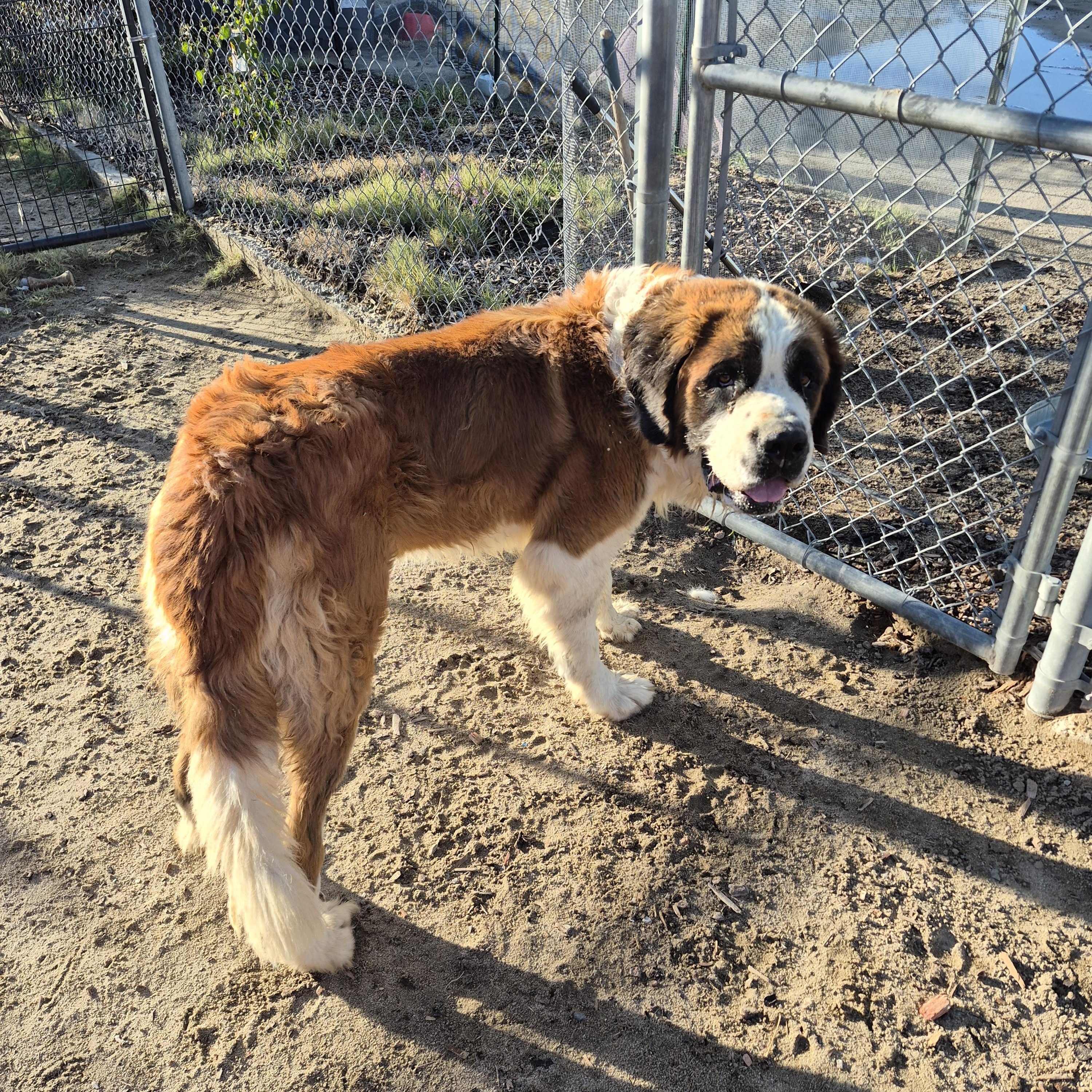 Bruno, Adoptable, Young Male Saint Bernard.