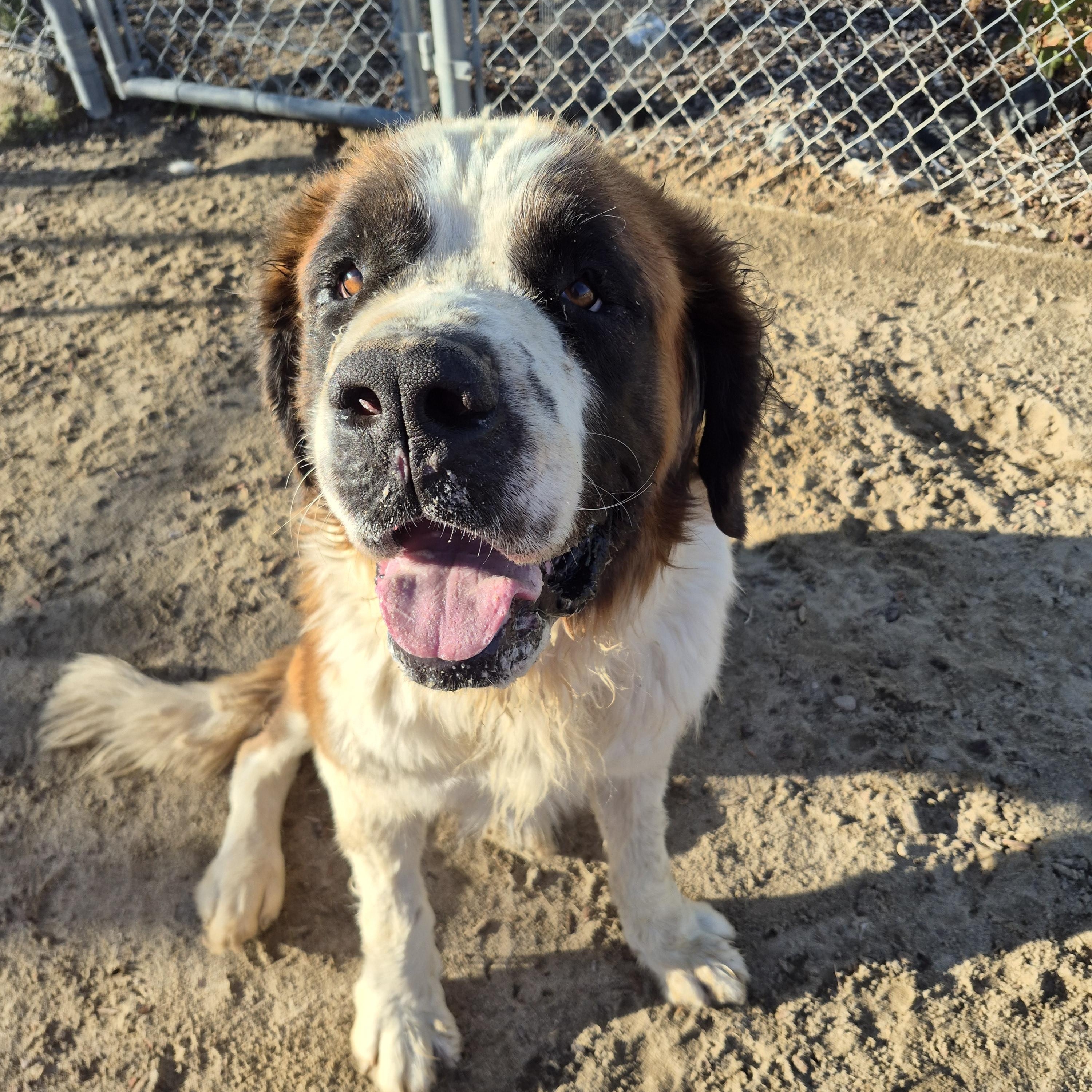 Bruno, Adoptable, Young Male Saint Bernard.