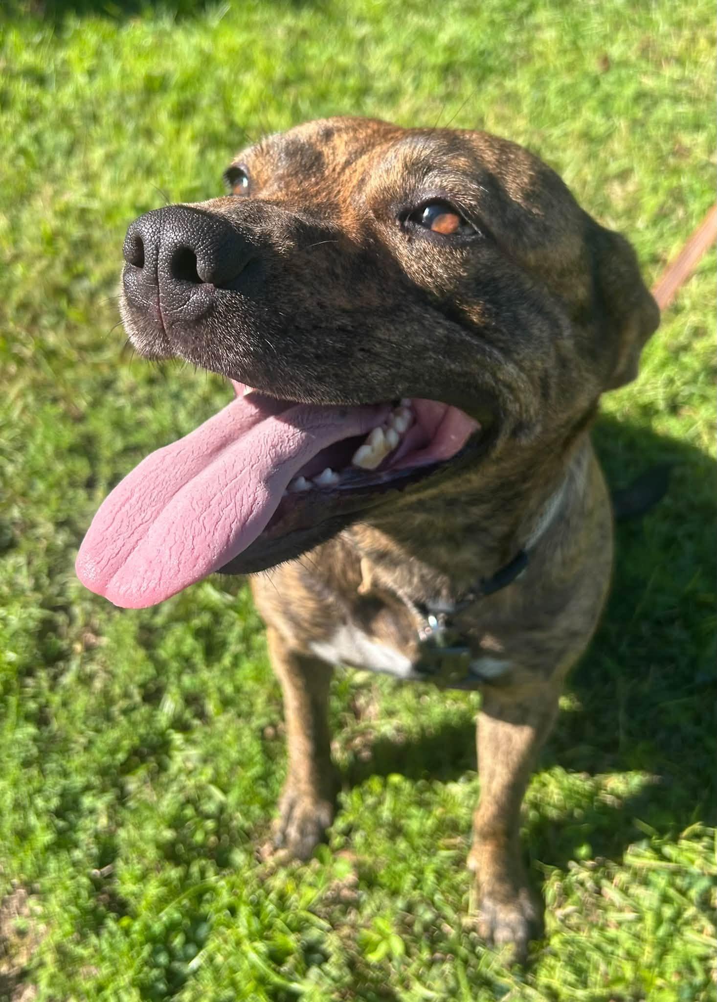 Enlarge Roxy, a Adoptable Pit Bull Terrier in Shalimar, FL image 3/4