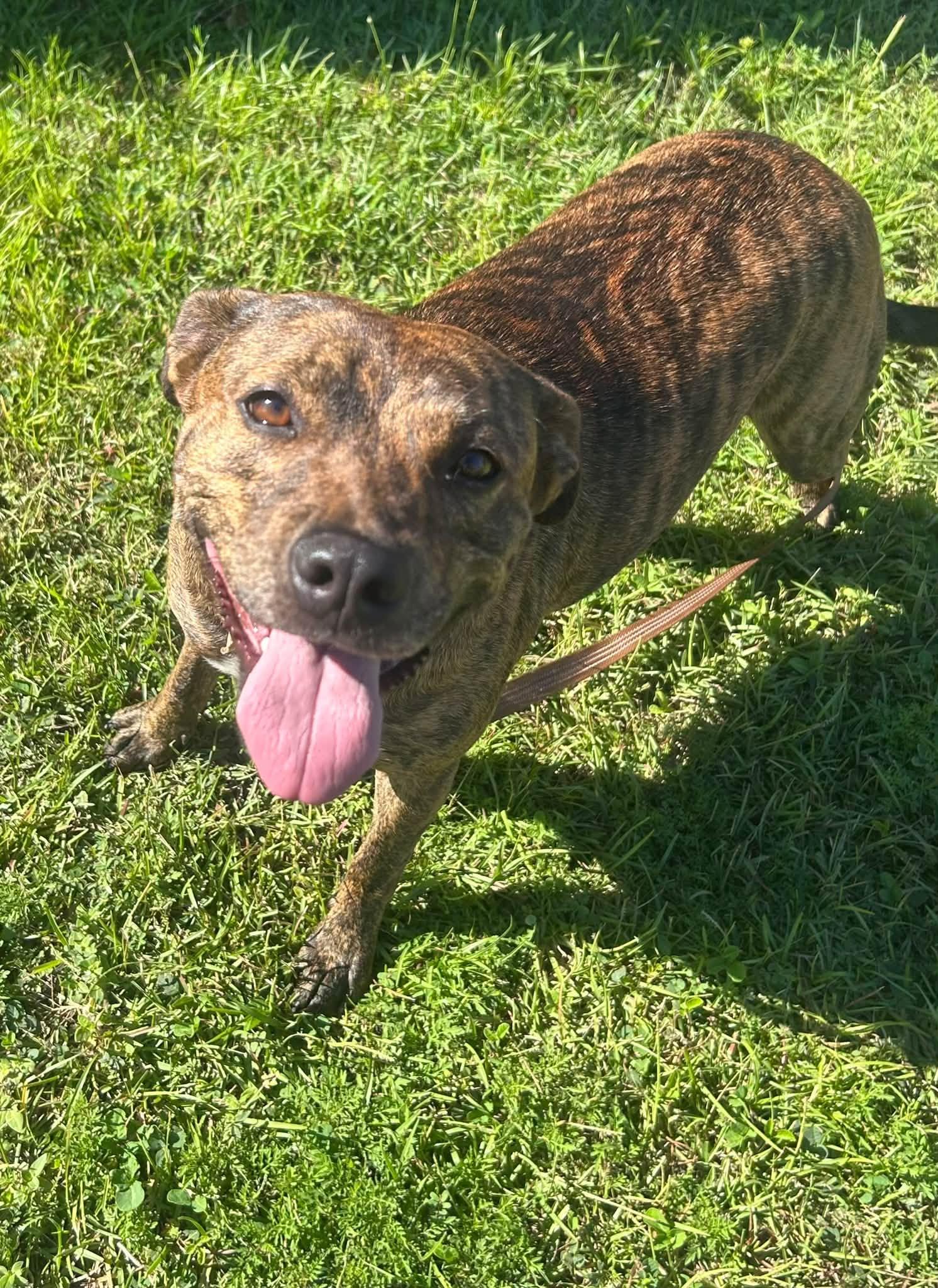 Enlarge Roxy, a Adoptable Pit Bull Terrier in Shalimar, FL image 2/4