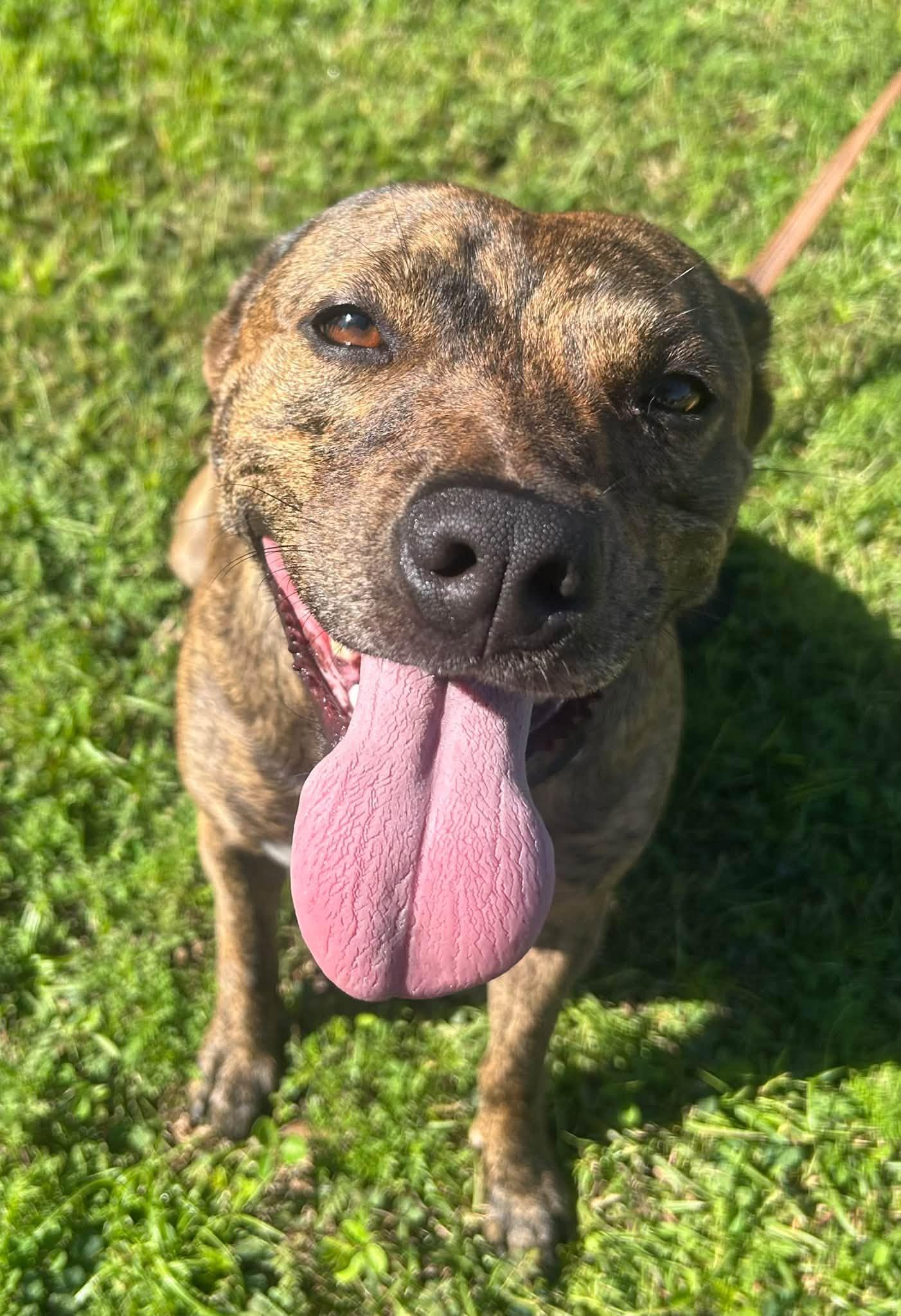 Roxy, Adoptable, Adult Female Pit Bull Terrier.