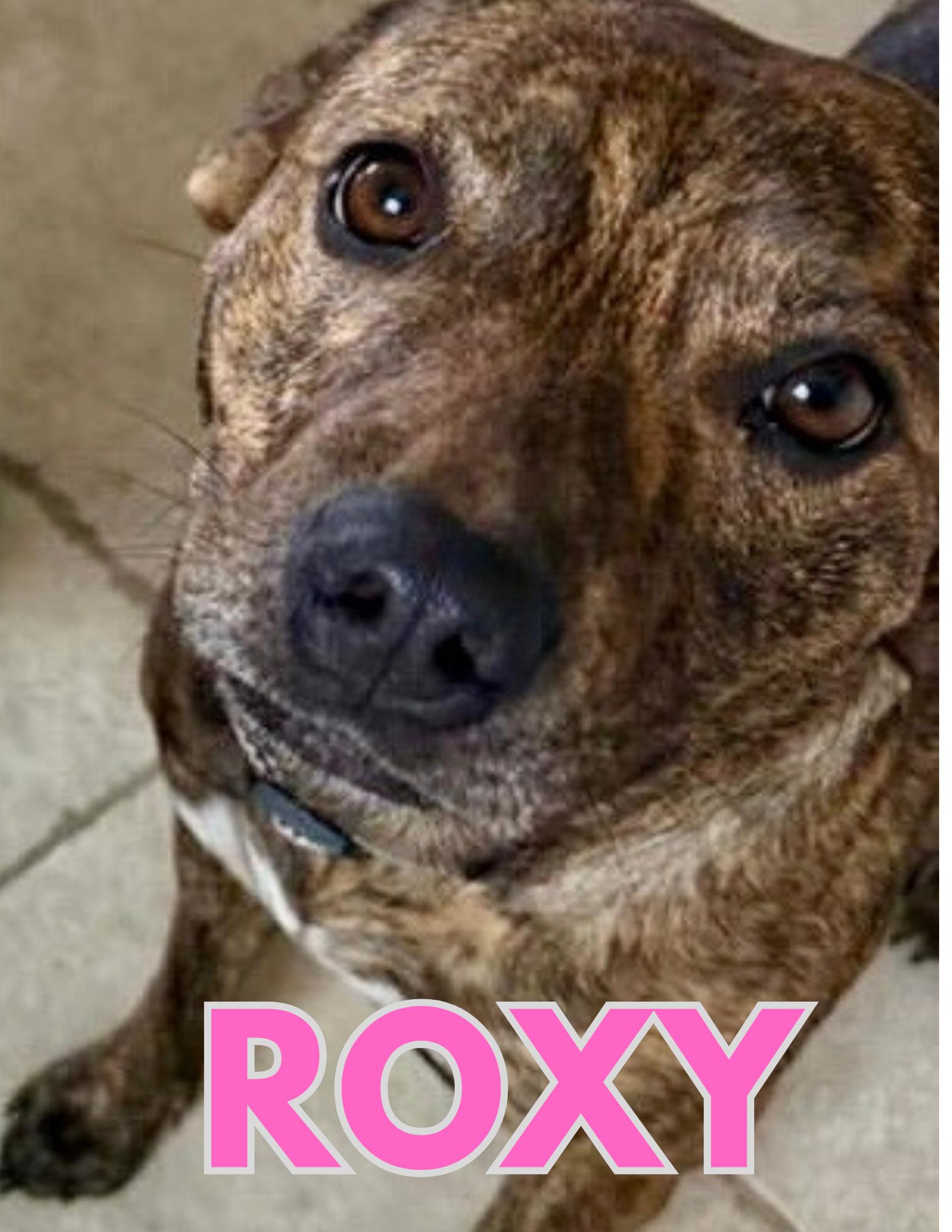 Enlarge Roxy, a Adoptable Pit Bull Terrier in Shalimar, FL image 4/4