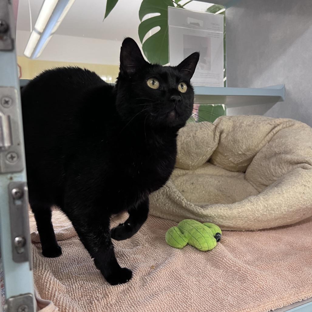 Cricket, Adoptable, Adult Female Domestic Short Hair.