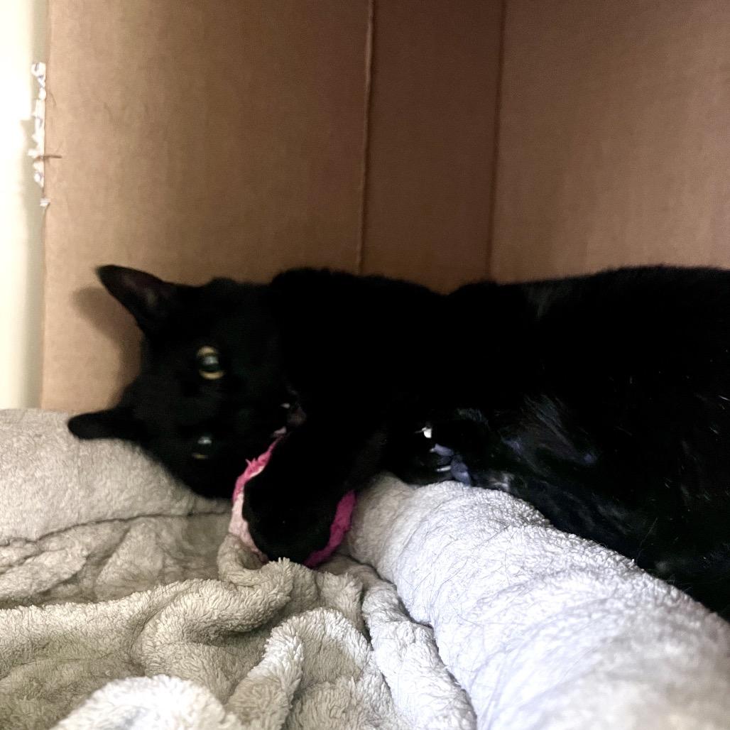 Cricket, Adoptable, Adult Female Domestic Short Hair.