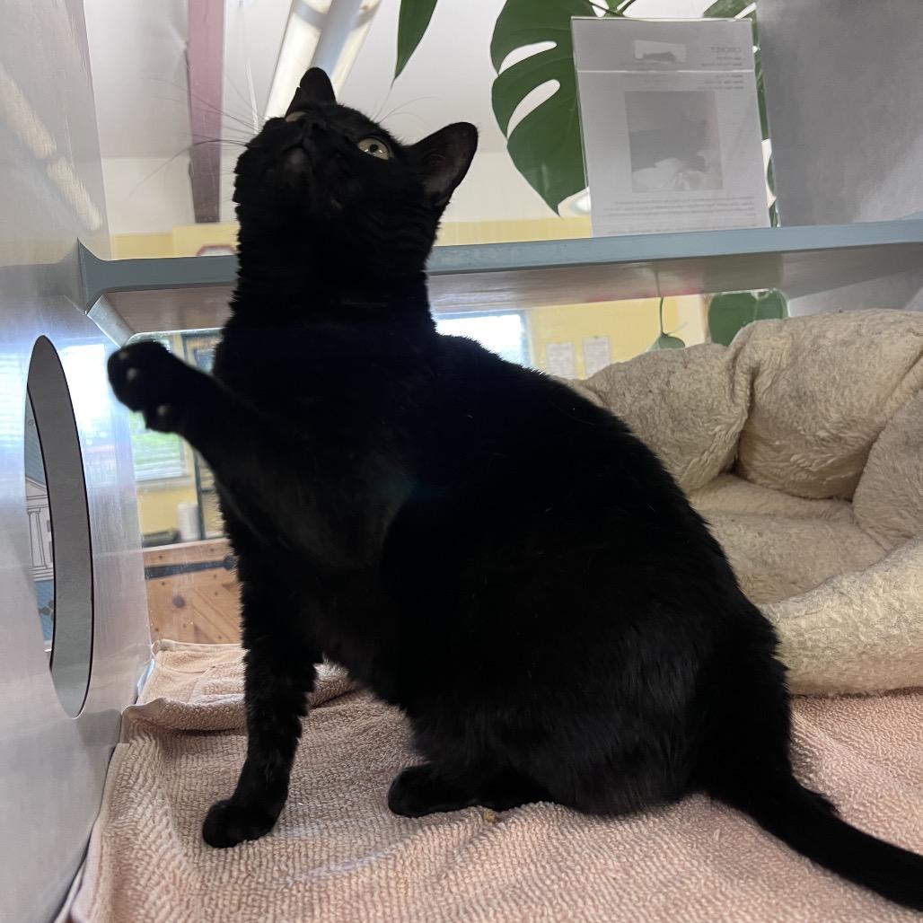 Enlarge Cricket, a Adoptable Domestic Short Hair in Glenwood Springs, CO image 3/5