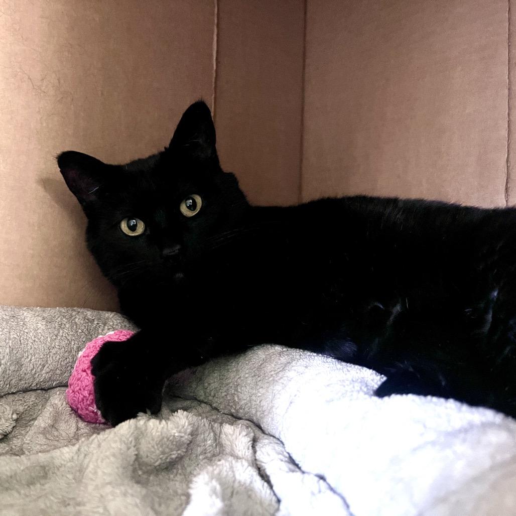 Enlarge Cricket, a Adoptable Domestic Short Hair in Glenwood Springs, CO image 2/5