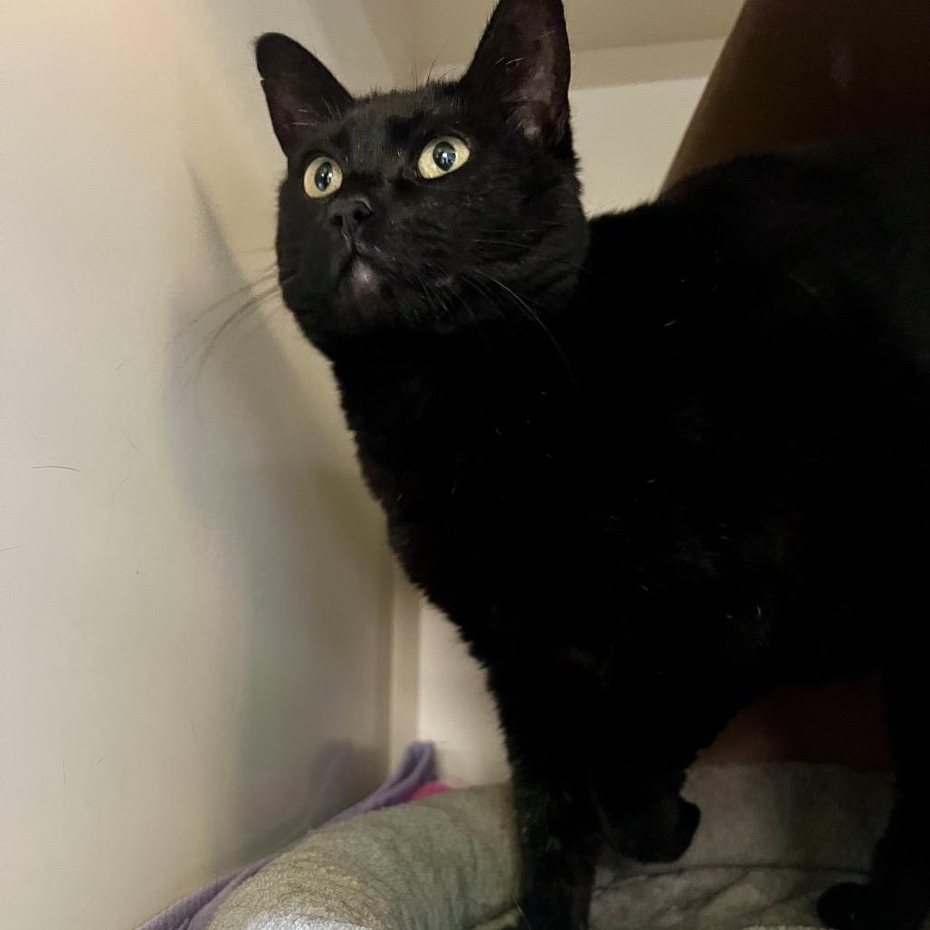 Enlarge Cricket, a Adoptable Domestic Short Hair in Glenwood Springs, CO image 3/5