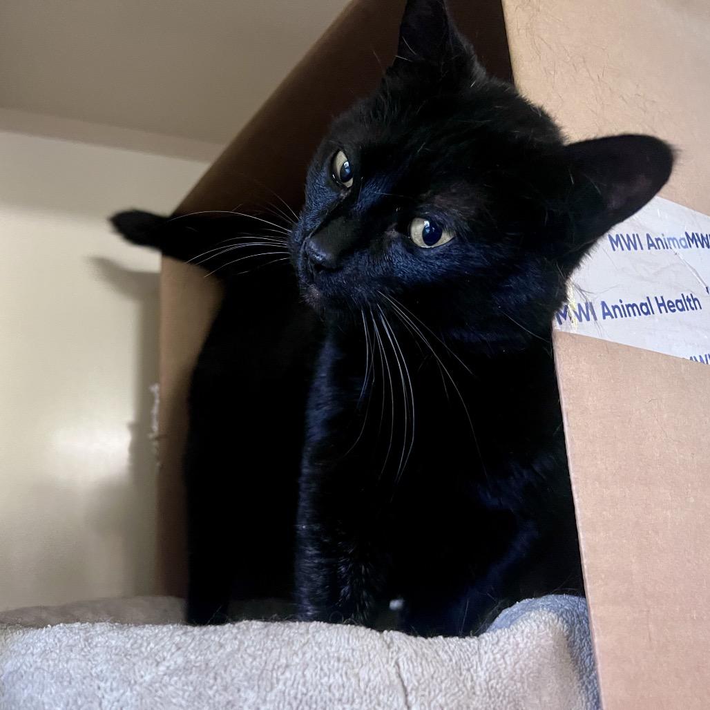 Enlarge Cricket, a Adoptable Domestic Short Hair in Glenwood Springs, CO image 4/5