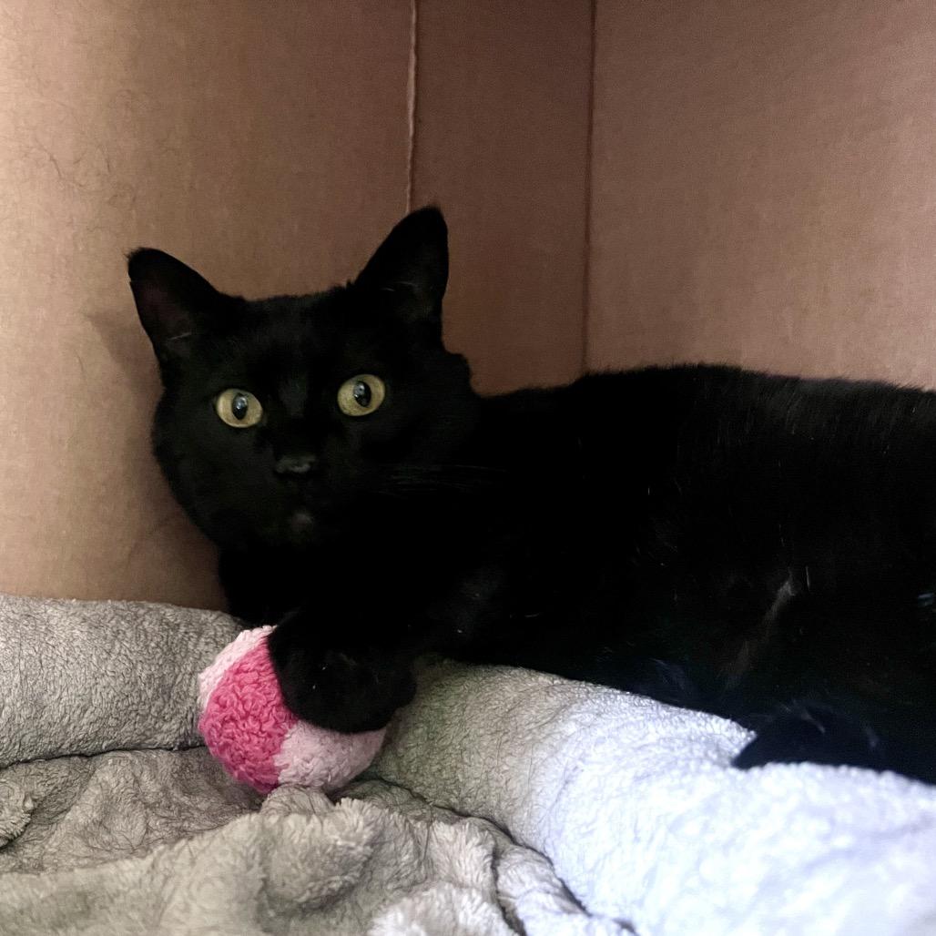 Enlarge Cricket, a Adoptable Domestic Short Hair in Glenwood Springs, CO image 5/5