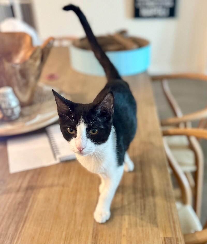 Crumb - Cookie Litter, Adoptable, Young Female Tuxedo.