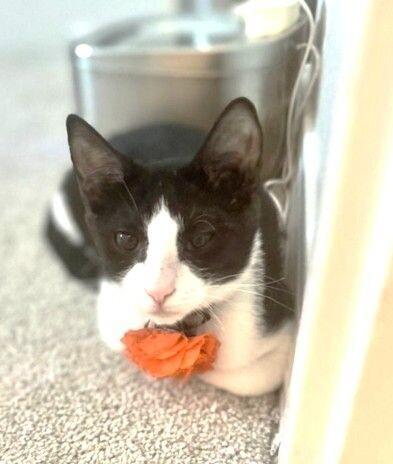 Crumb ⭐️PROMOTION⭐️ Cookie Litter, Adoptable, Young Female Tuxedo.