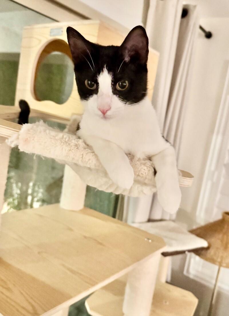 Enlarge Crumb - Cookie Litter, a Adoptable mixed breed in Anthem, AZ image 2/6