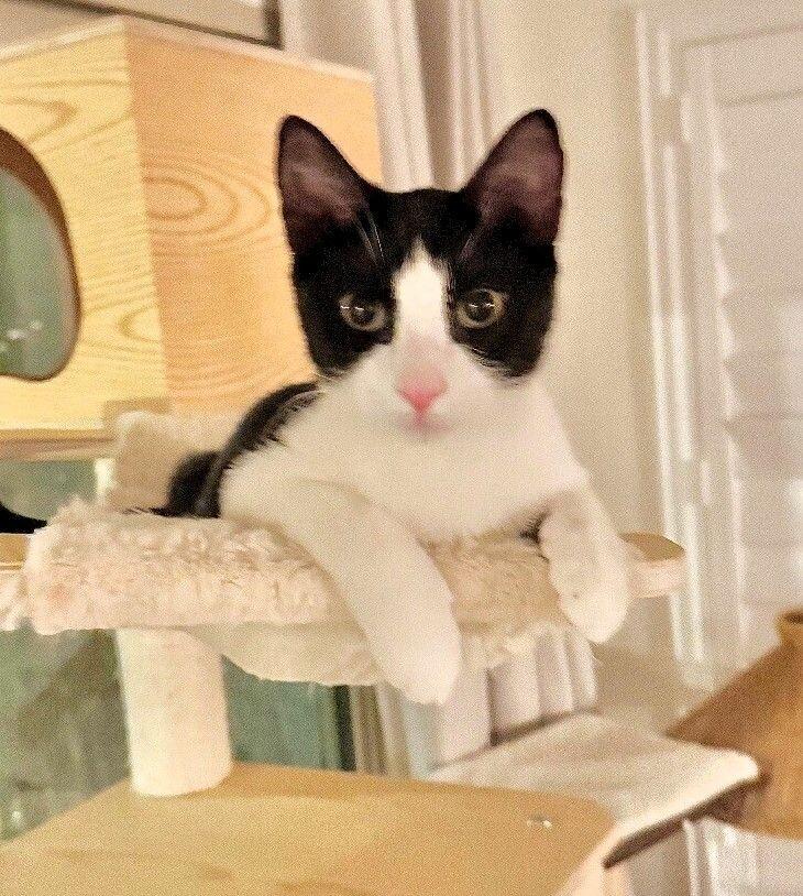 Enlarge Crumb - Cookie Litter, a Adoptable mixed breed in Anthem, AZ image 3/6