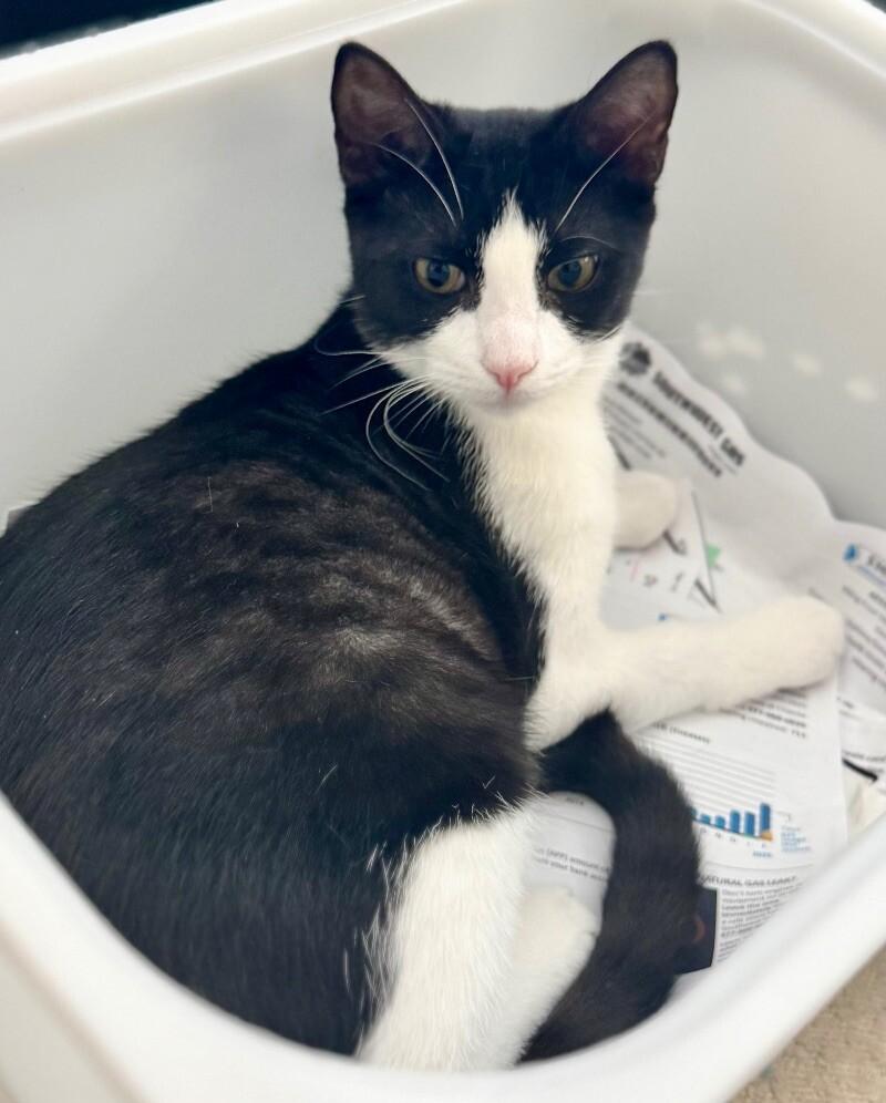 Enlarge Crumb - Cookie Litter, a Adoptable mixed breed in Anthem, AZ image 4/6