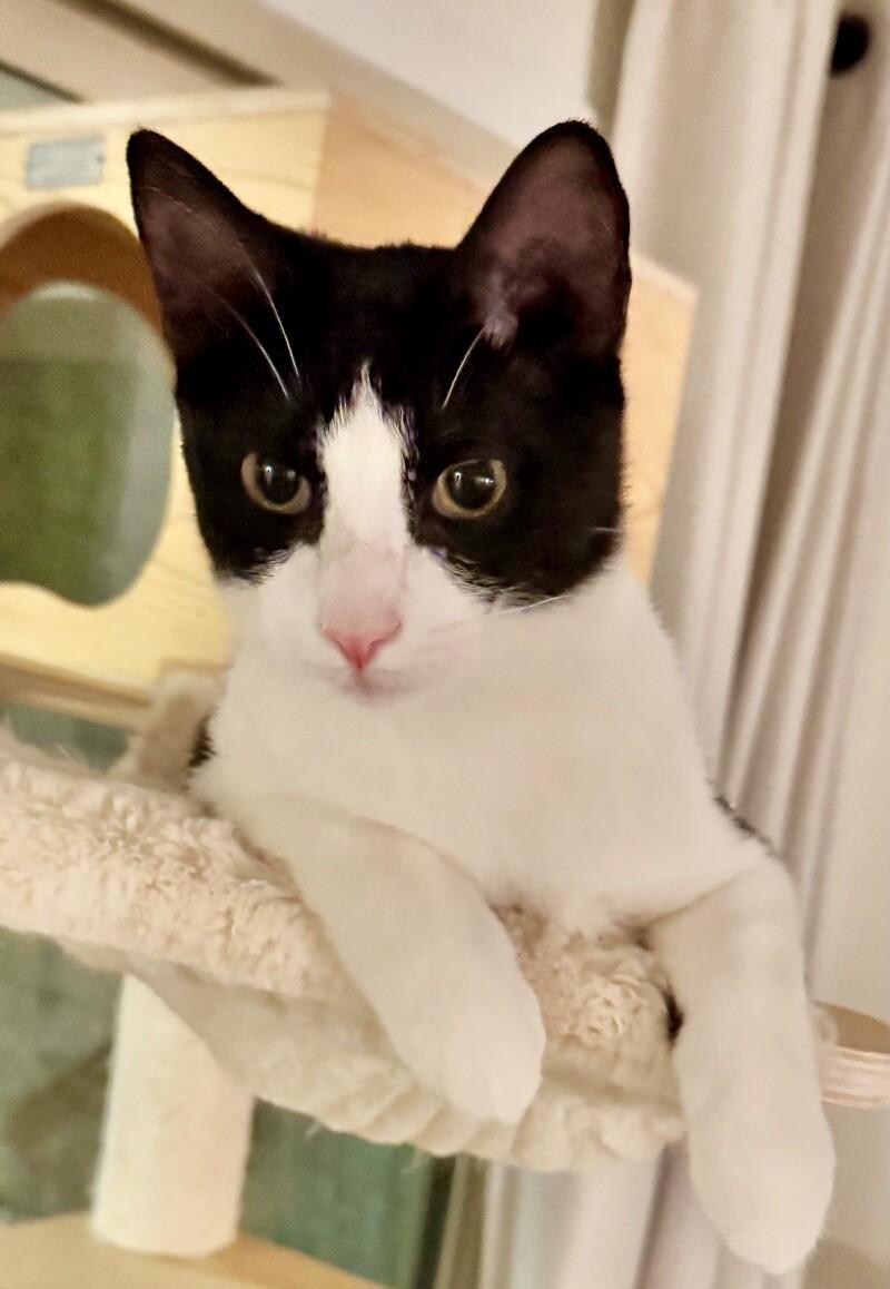 Enlarge Crumb - Cookie Litter, a Adoptable mixed breed in Anthem, AZ image 5/6