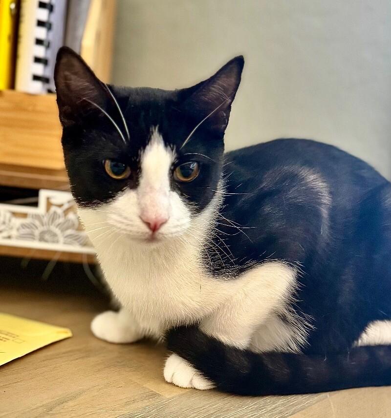 Enlarge Crumb - Cookie Litter, a Adoptable mixed breed in Anthem, AZ image 6/6