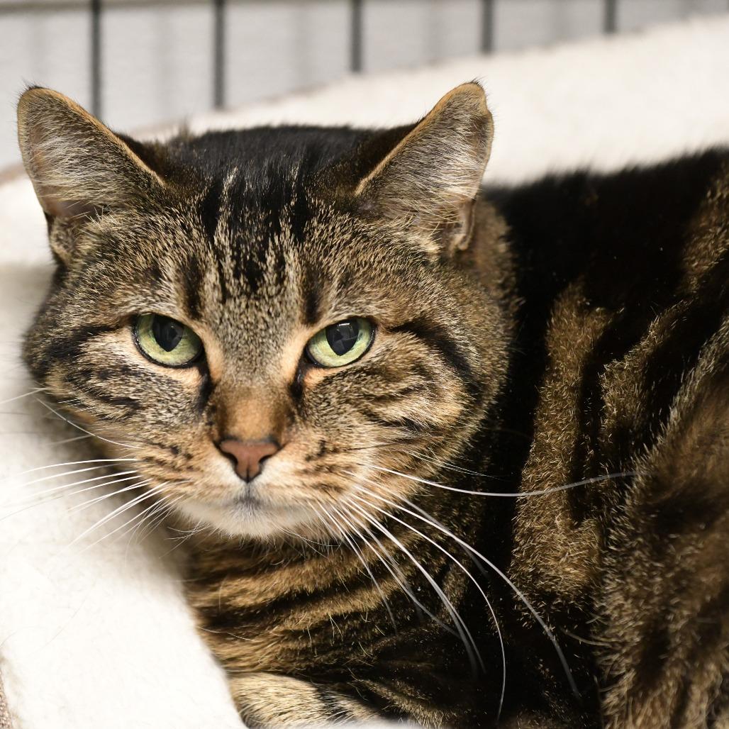 Waffles — thumbnail 2