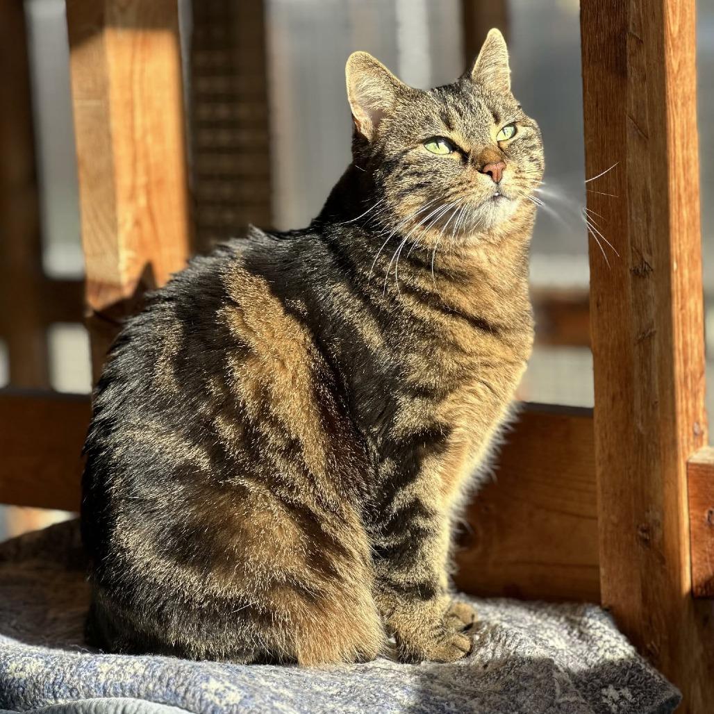 Waffles — thumbnail 3