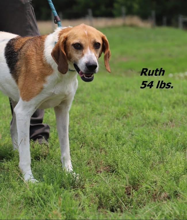 Ruth, Adoptable, Adult Female Mixed Breed.