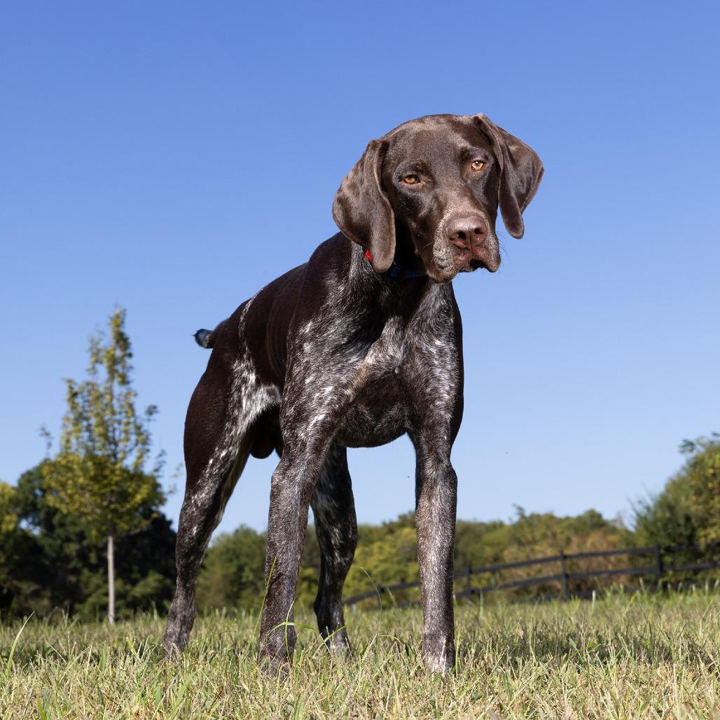 Ollie, Adoptable, Young Male German Shorthaired Pointer.