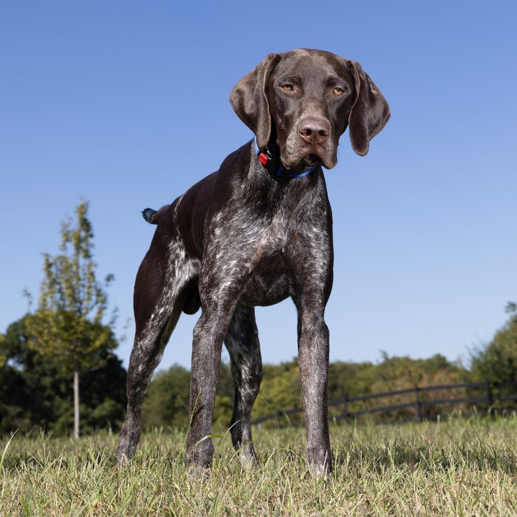 Enlarge Ollie, a Adoptable German Shorthaired Pointer in Franklin, TN image 2/2