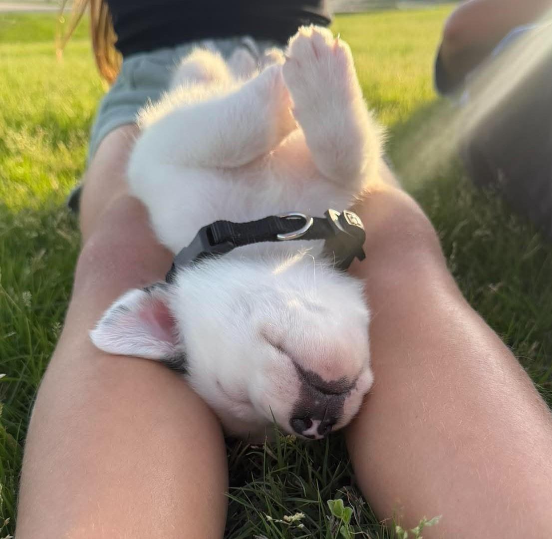 Enlarge Harry Potter, a ADOPTABLE mixed breed in Kiowa, OK image 6/6